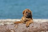 SHAR-PEI 142